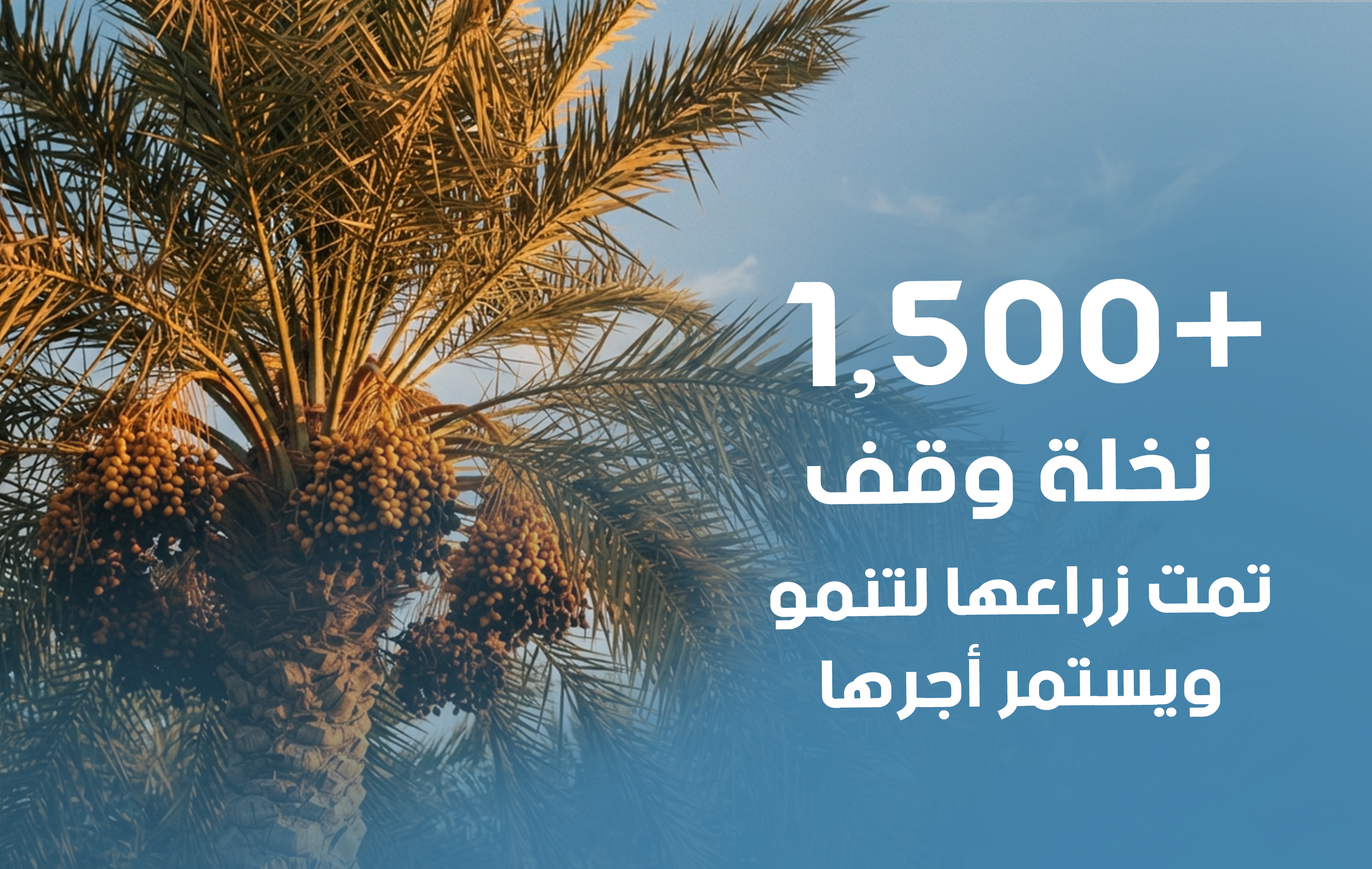 مؤسسة نور البخاري - لقطات ميدانية